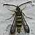 bembecia_sirphiformis.jpg