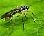 brachystoma_vesiculosum_femelle.jpg