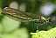 calopteryx_splendens_femelle.jpg