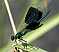 calopteryx_splendens_male.jpg