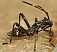 camptopus_lateralis_juvenile.jpg