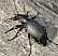 carabus_coriaceus_femelle.jpg