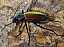 carabus_hispanus.jpg