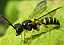 cerceris_quinquefasciata.jpg
