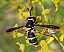 ceriana_vespiformis_femelle.jpg