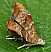 choreutis_nemorana.jpg