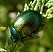 chrysolina_graminis.jpg
