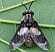 chrysops_caecutiens.jpg