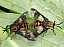 chrysops_relictus_copula.jpg