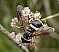chrysotoxum_bicinctum_femelle.jpg