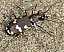 cicindela_hybrida_riparius.jpg