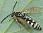 colpa_sexmaculata_male.jpg