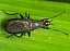 coremacera_marginata.jpg