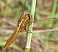 crocothemis_erythrea_male_immature_.jpg