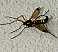 ctenophora_festiva_femelle.jpg