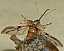 curculio_glandium_envol.jpg