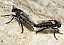 cyrtopogon_sp_copula.jpg