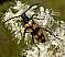 leptura_quadrifasciata_femelle.jpg