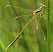 lestes_barbarus_femelle.jpg