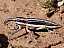 lixus_anguinus.jpg
