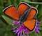 lycaena_virgaureae_male.jpg