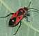 melanocoryphus_albomaculatus.jpg