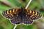 melitaea_diamina_femelle.jpg