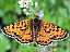 melitaea_didyma.jpg