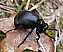 meloe_brevicollis.jpg