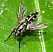 mintho_rufiventris.jpg