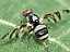 myennis_octopunctata_male.jpg