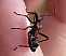 myrmecoris_gracilis.jpg