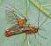 netelia_sp_copula.jpg