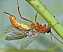 netelia_sp_femelle.jpg