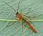 netelia_sp_male.jpg