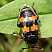 nicrophorus_interruptus.jpg