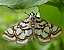 nymphula_nitidulata.jpg
