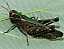 omocestus_ventralis_femelle.jpg