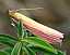 oncocera_semirubella.jpg