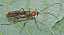 ophion_sp.jpg