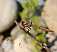 orthetrum_brunneum_femelle.jpg