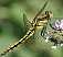 orthetrum_cancellatum_male_immature.jpg
