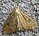 ostrinia_nubilalis_femelle.jpg