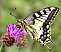 papilio_machaon.jpg
