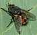 peleteria_rubescens.jpg