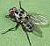 anthomyia_pluvialis_femelle_.jpg
