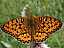 argynnis_aglaja_male.jpg
