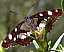 limenitis_reducta_revers_1.jpg