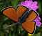 lycaena_hippothoe_male_ssp_hippothoe.jpg