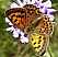 lycaena_virgaureae_femelle_1.jpg